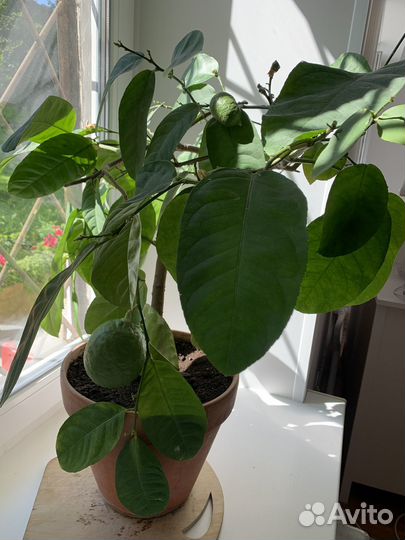 Лимон плодоносящий