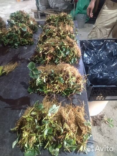 Рассада клубники фриго