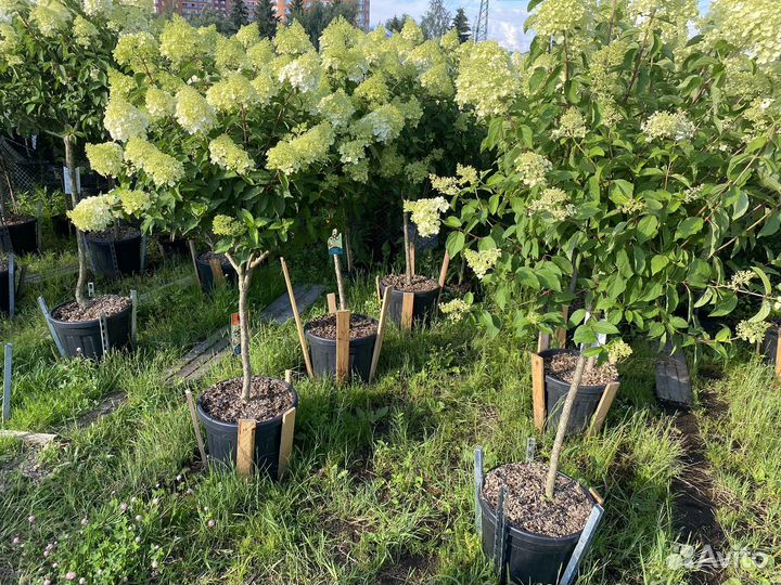 Гортензия на штамбе