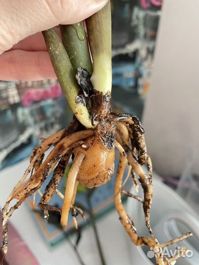 Замиокулькас черный равен