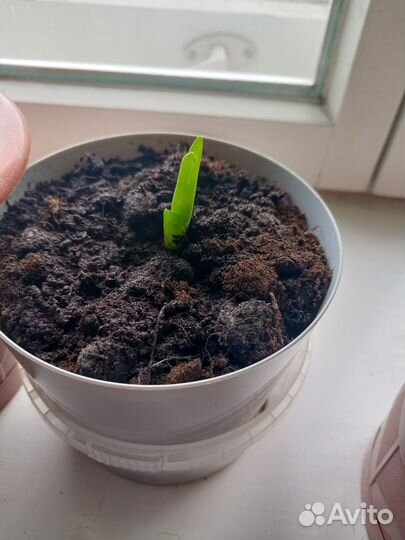 Алое вера растение