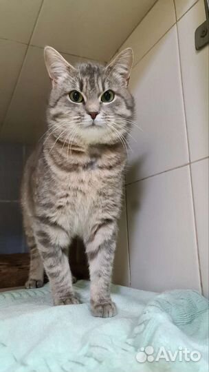 Котик ищет дом