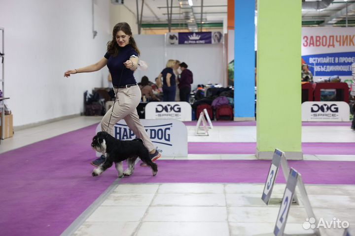 Цвергшнауцер вязка