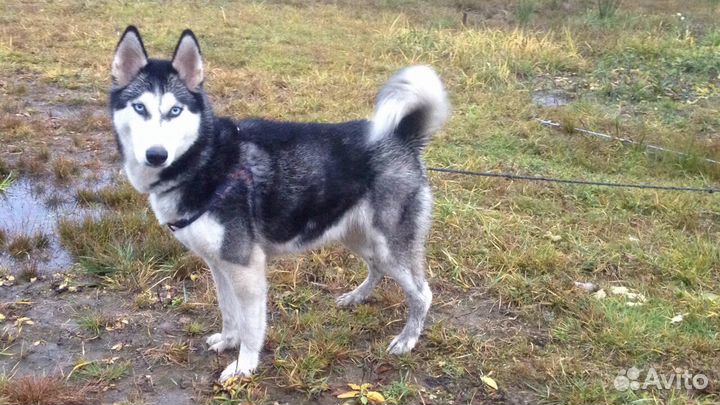 Сибирские хаски ищут дом