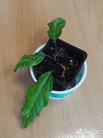 Гибискус Купера