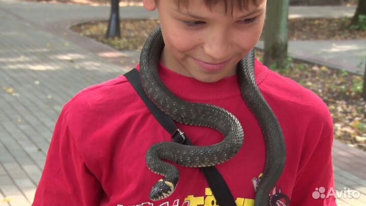 Ужи,Змеи,Natrix,Natrix