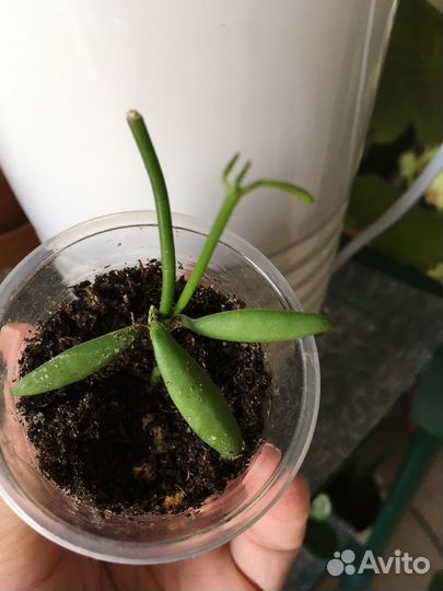 Дисхидии яблочная