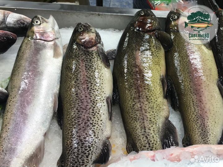 Свежая красная рыба Форель охлажденная / Оптом