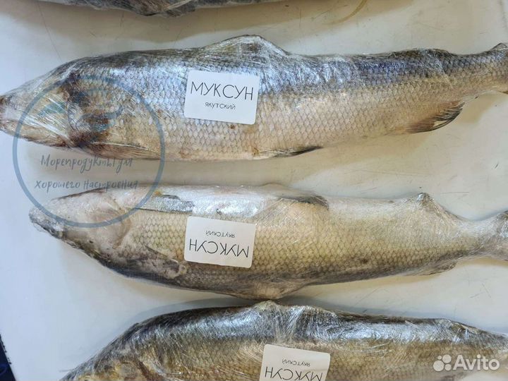 Муксун Якутский