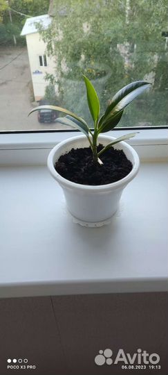 Фикус каучуконосный