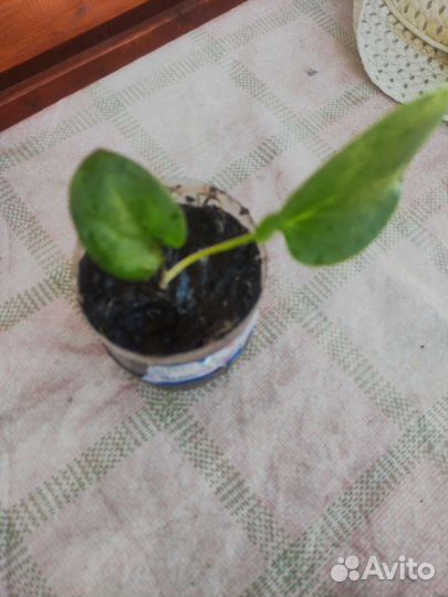 Детка белой каллы