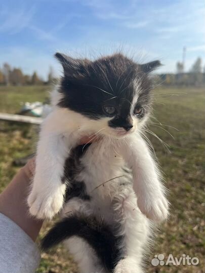 Котята 1,5 месяца пушистые