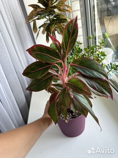 Аглоунема и 3 отводка