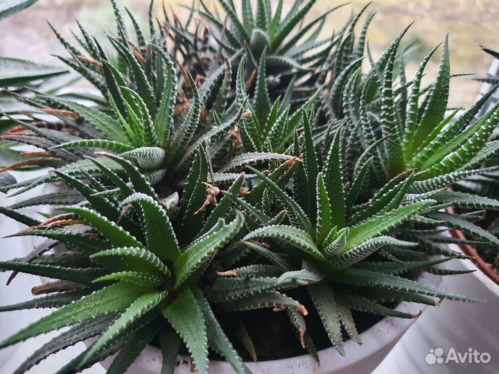 Кливия и хавортия