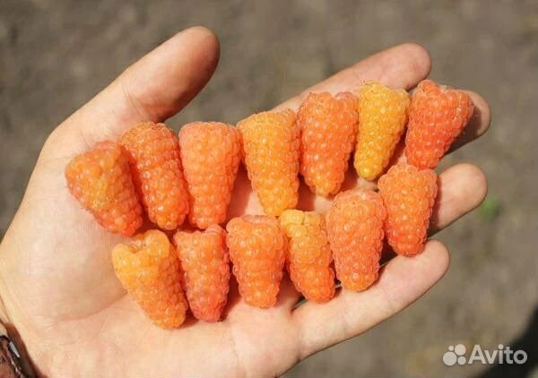 Малина Оранжевое чудо