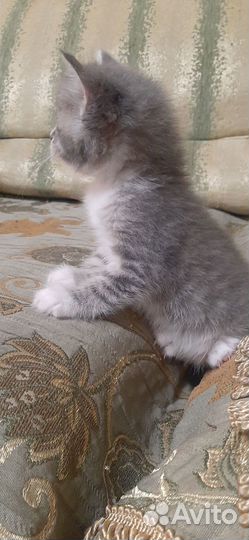 Отдам в хорошие руки котят