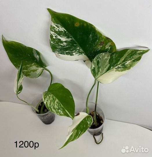 Монстера альба,манки