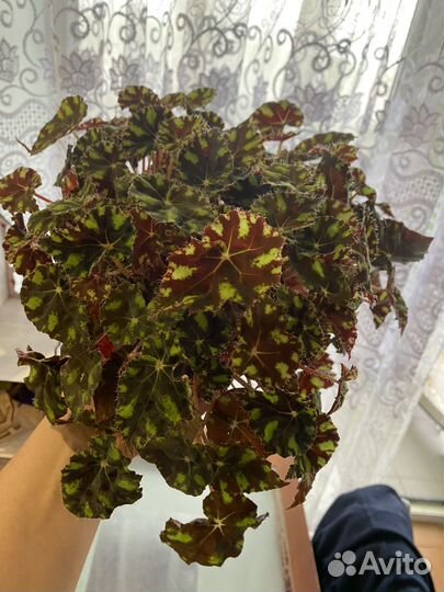 Бегония тигровая