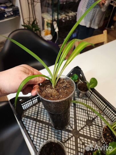 Хлорофитум: комнатное растение: Укоренённые