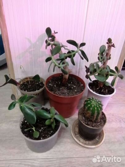 Кактусы, фикус бенжамина и цветы