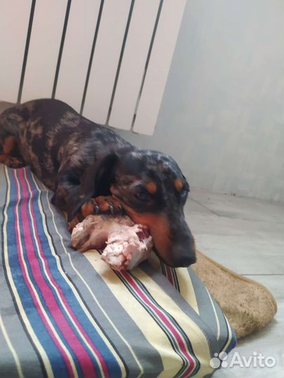 Мраморная кроличья такса