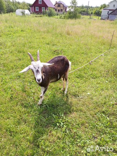 Коза дойная