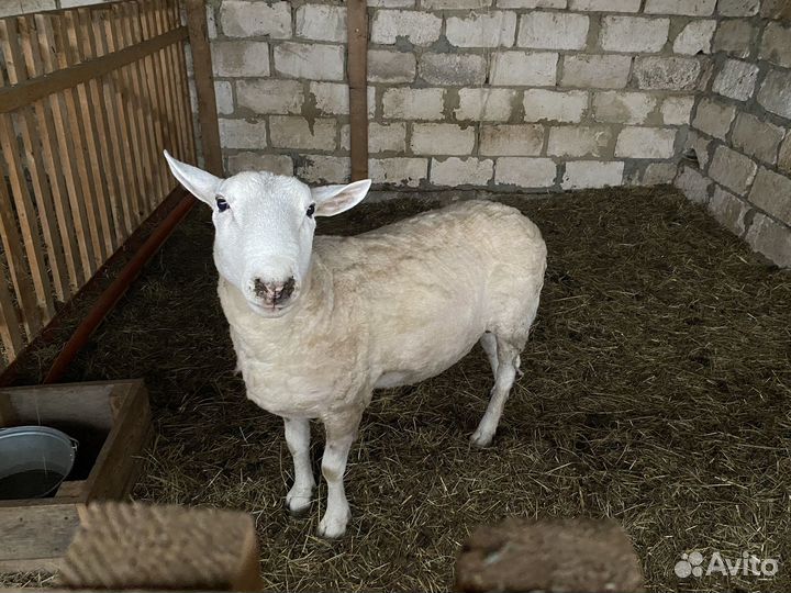 Баран ташлинский тексель