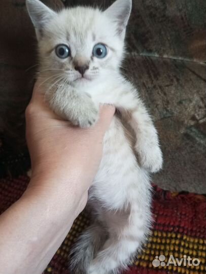 Котик Яша в добрые руки