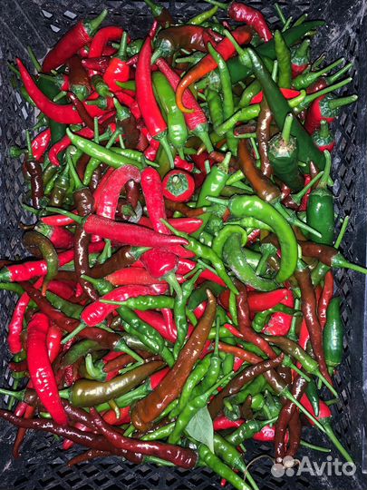 Перец острый свежий