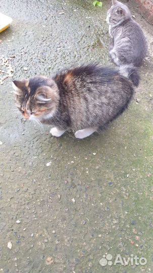 Ищем Добрые руки