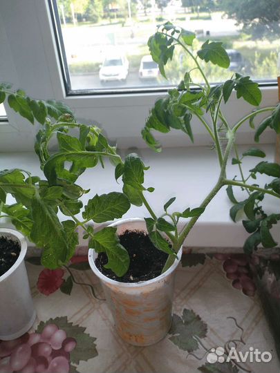 Рассада томата гибрид Поцелуй, Любаша