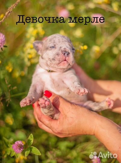 Французский бульдог щенки