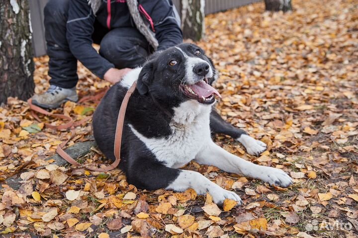 Собака Зара в добрые руки
