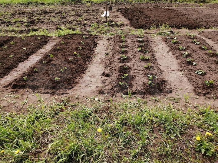 Участок 16,6 сот. (ИЖС)