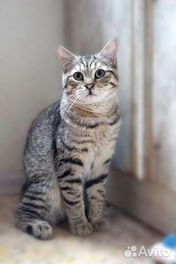 Томас в добрые ручки:)