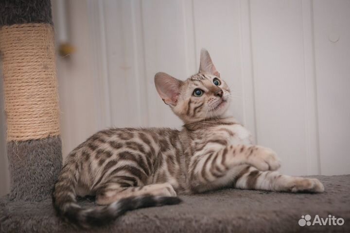 Бенгальские котик