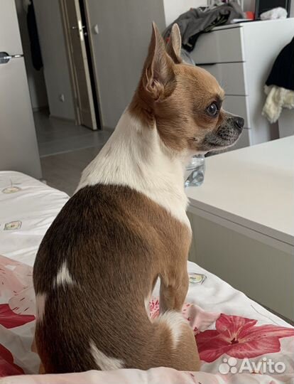 Вязка собак чихуахуа