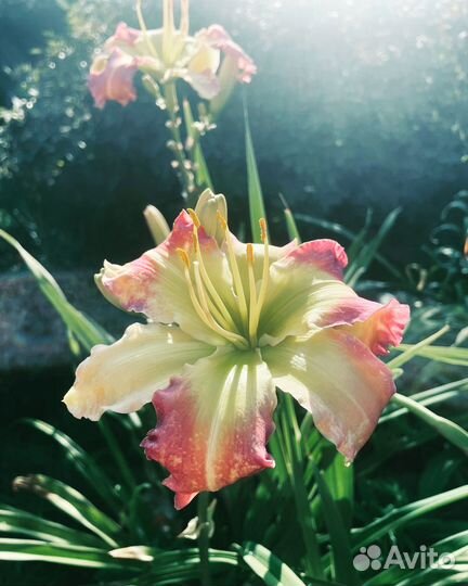 Растения цветы для сада