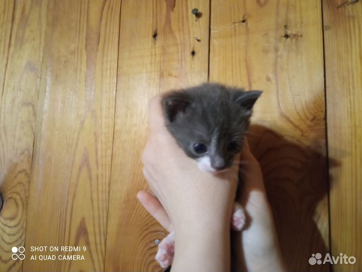 Котята от ловчей кошки в дар бесплатно