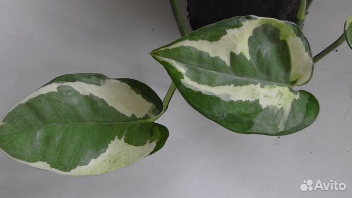 Сциндаптус Энджой