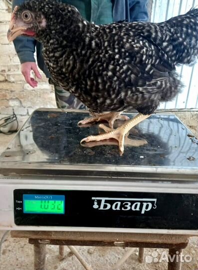 Куры молодые Несушки