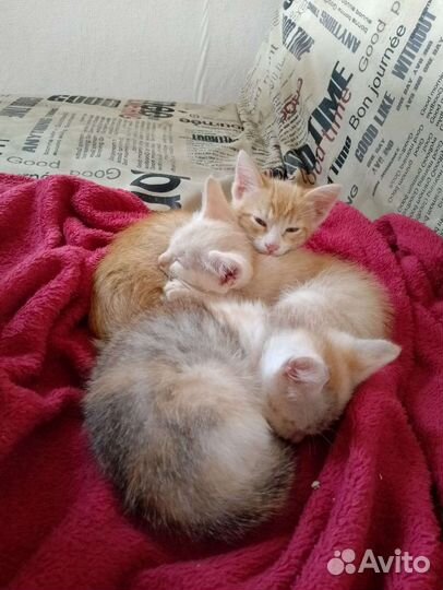 Кошка в дар бесплатно