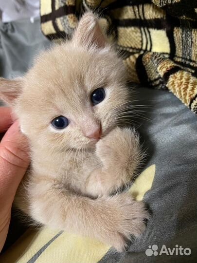 Котенок (мальчик ) в добрые руки