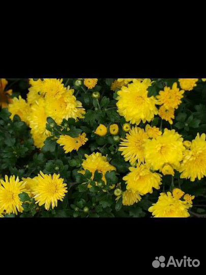 Хризантемы