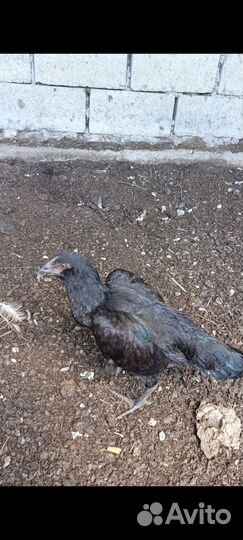 Бойцовые курочки