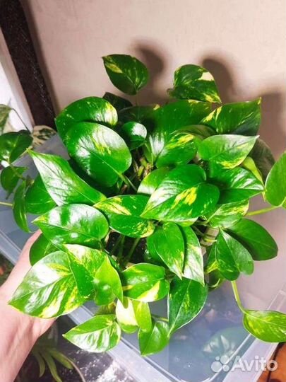 Интерьерные растения