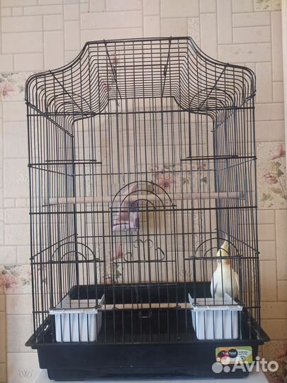 Попугай корелла