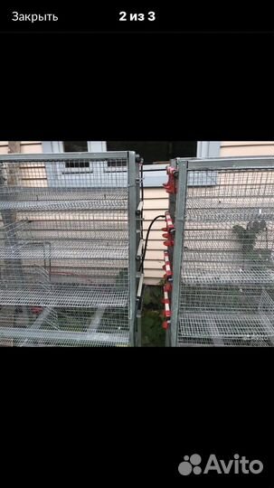 Клетки для перепелов