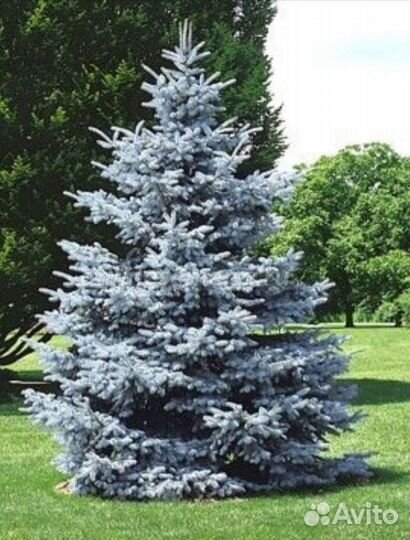 Ель Glauca, глаука