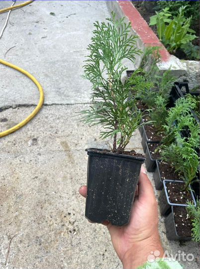 Туи Смарагд / от производителя